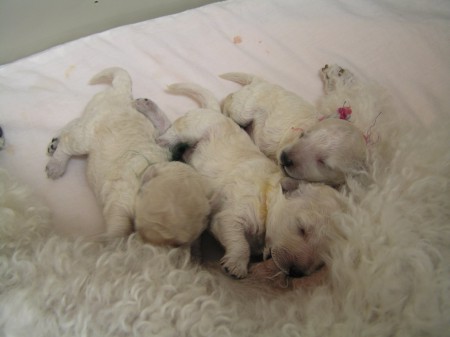 8. den CARINO, CASTOR a CERES